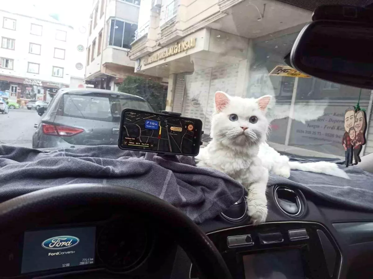 Arnavutköy’de Kedi Hırsızlığı